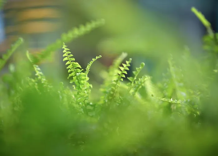 Hotel Sens - Kubon 4*